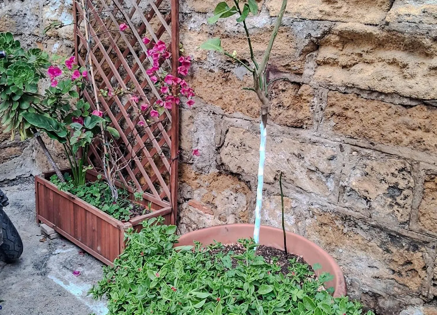 מלון פלרמו La Casa Di Sciu Sciu